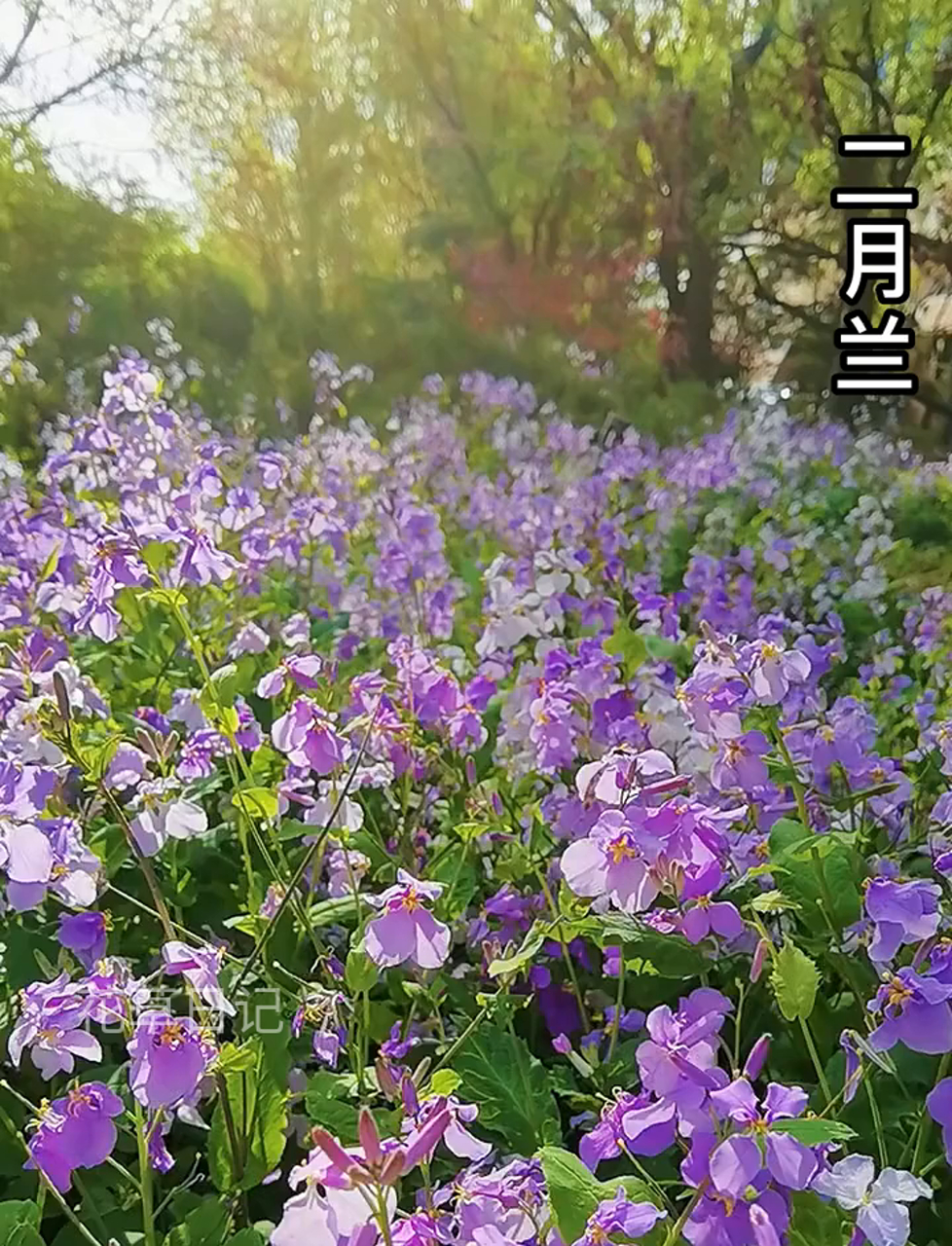 北京遮阴植物推荐20种,愿大家早日恢复健康!
