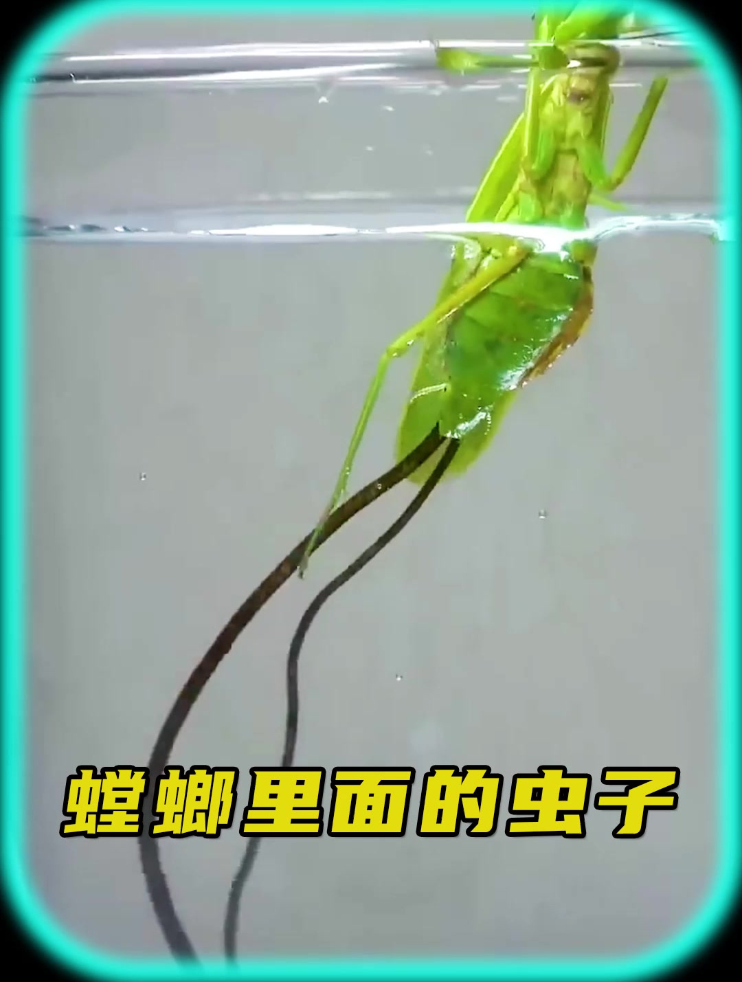 螳螂肚子里面的虫子?