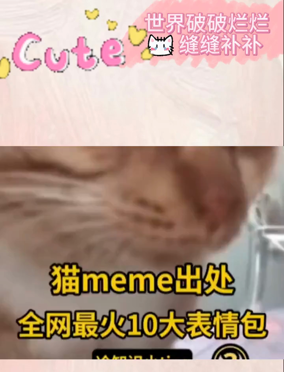 超火猫咪表情包Top 10,这些搞笑图片都出自哪里?