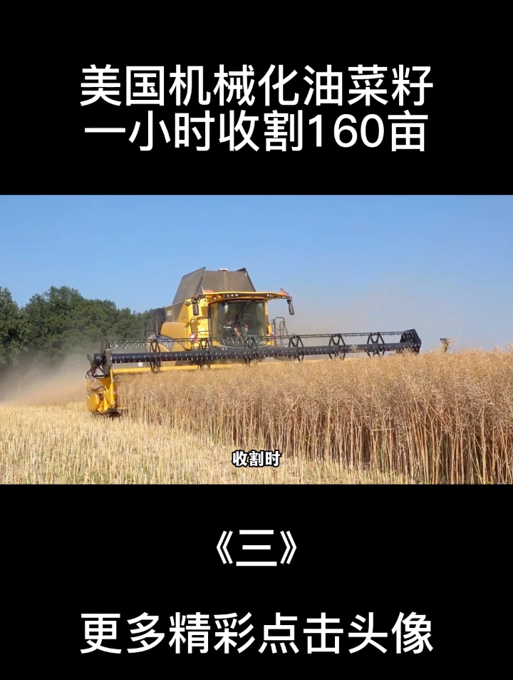 美国机械化油菜籽,一小时收割160亩