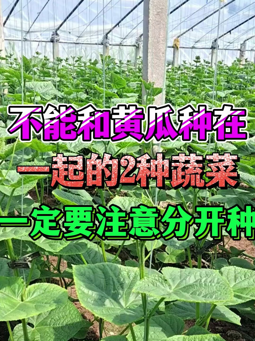 不能和黄瓜种在一起的2种蔬菜一定要分开种植