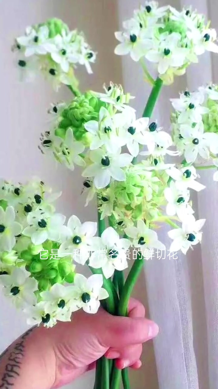 天鹅绒种球,开花像一个个小星星,也叫伯利恒之星,耐热耐寒种一