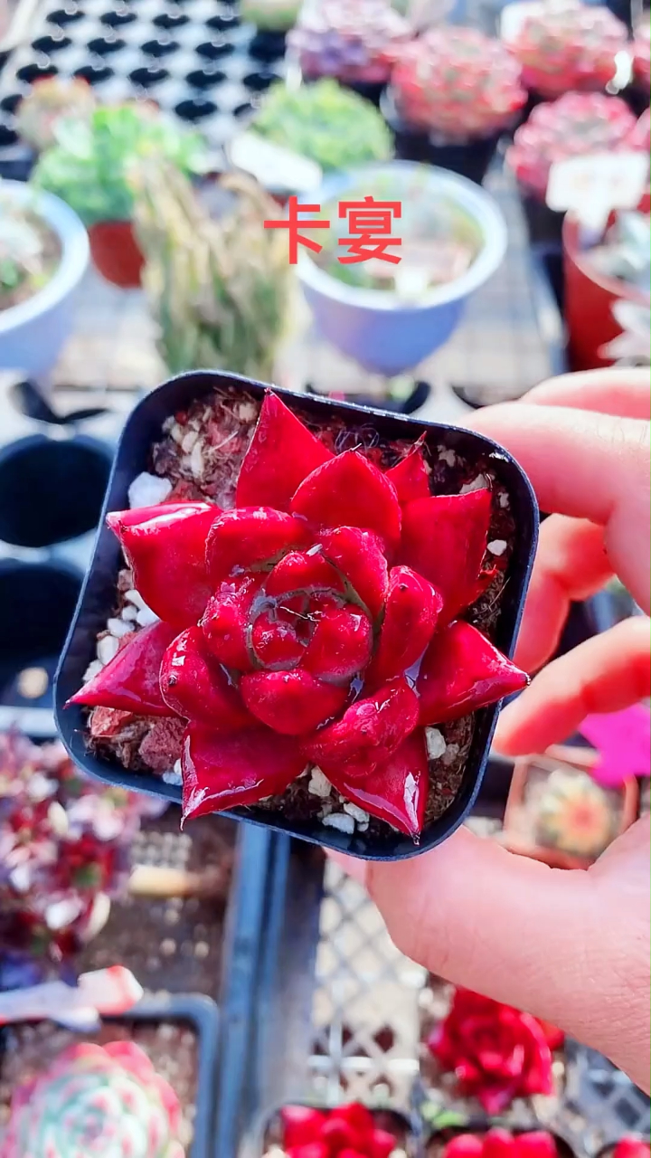 多肉好萌 养一盆红色卡宴是什么体验