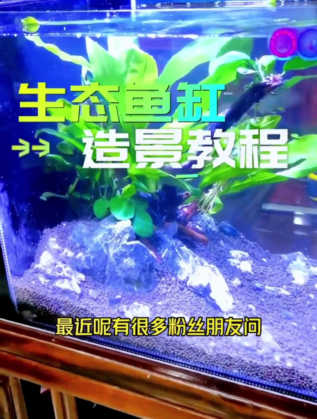 还有人不会用生态缸造景?我来手把手教会你!