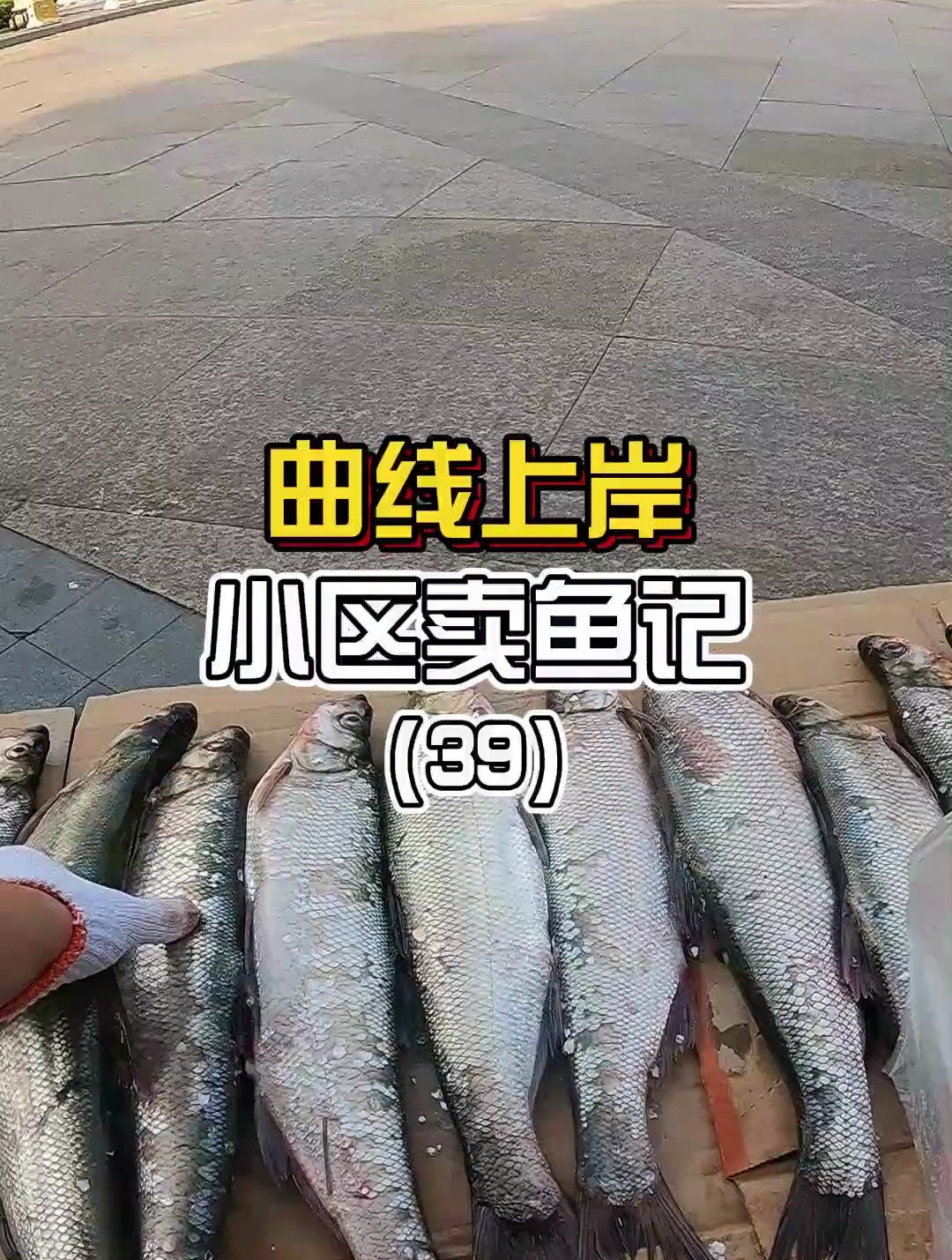 又来小区摆摊卖鱼啦,翘嘴白菜价甩卖