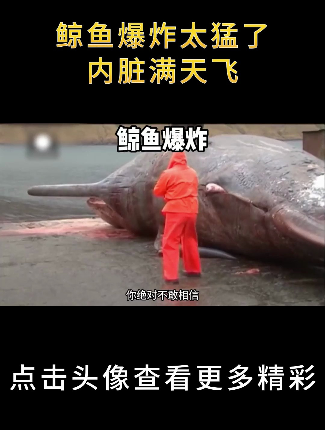 鲸鱼爆炸太猛了,内脏满天飞