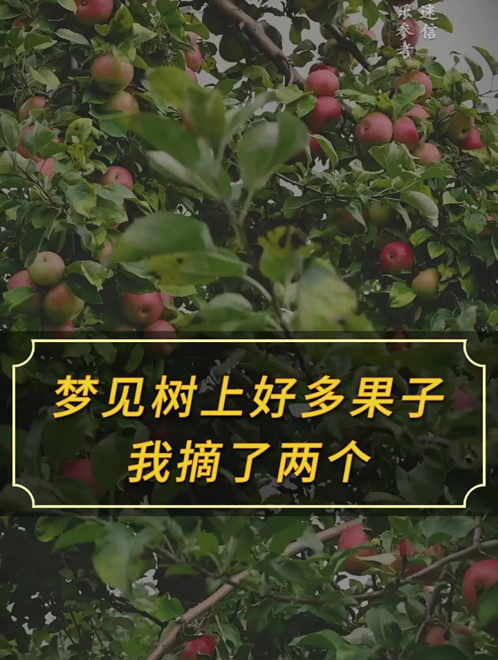 梦见树上好多果子我摘了两个 周公解梦