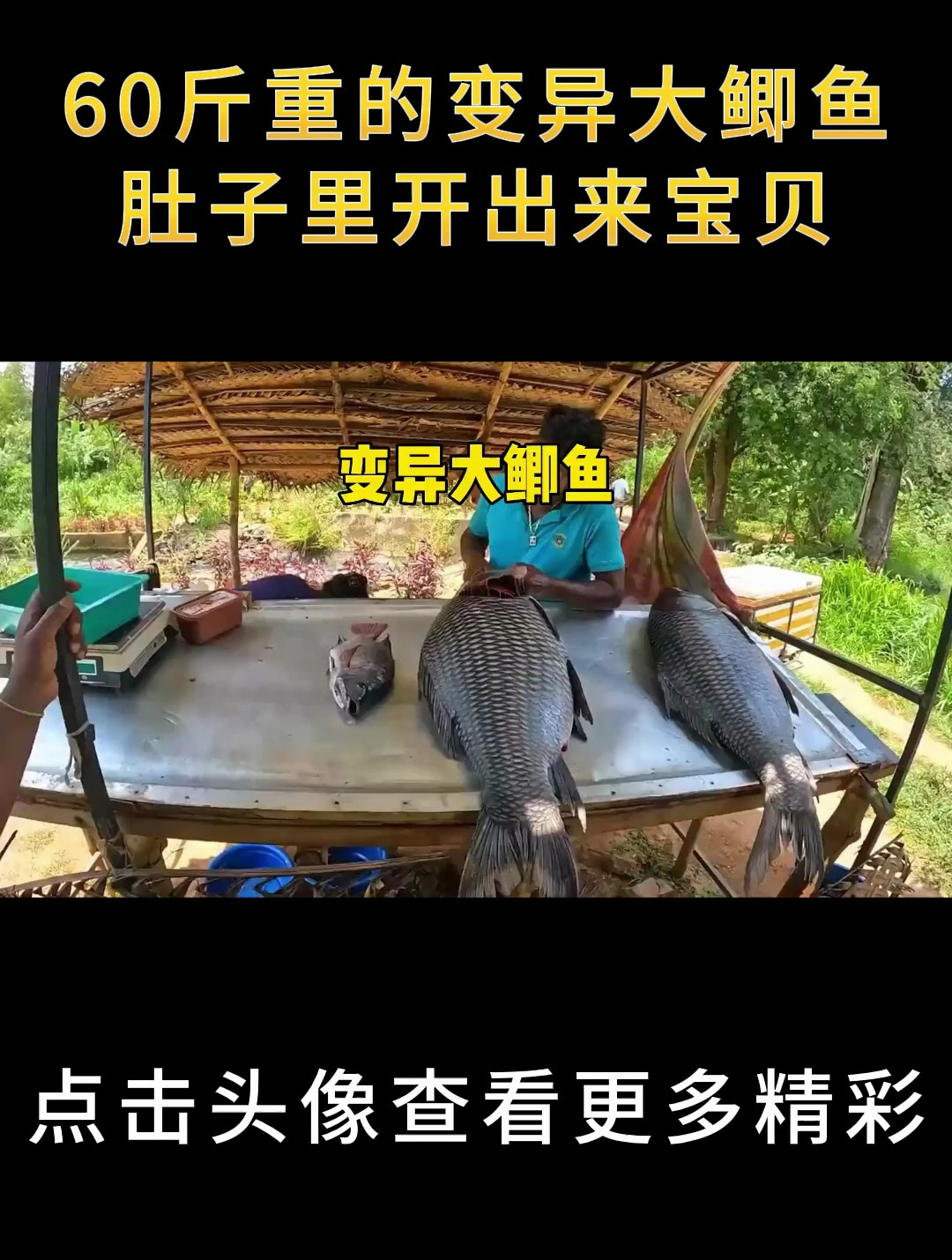 60斤重的变异大鲫鱼,肚子里究竟能开出来宝贝,还是一肚子宽面条