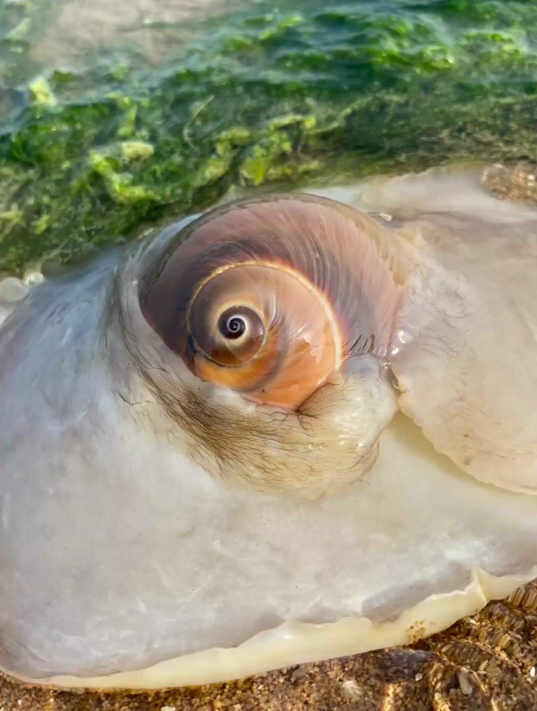 户外赶海觅食抓到鲜活明虾和带黄的蝩扇贝 赶海 觅食
