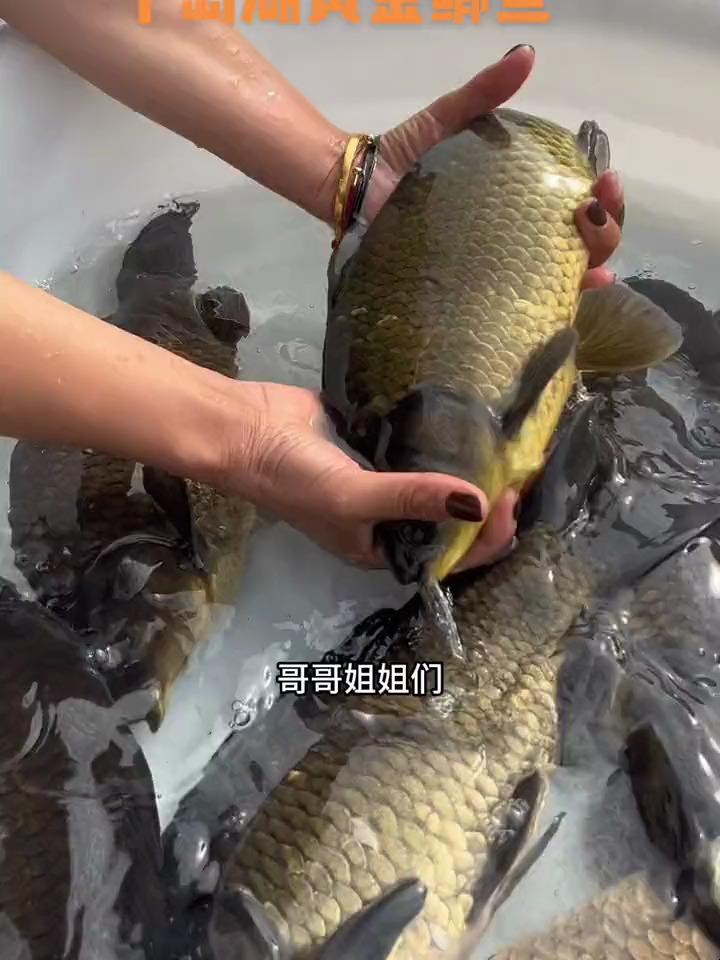 千岛湖黄金鲫鱼