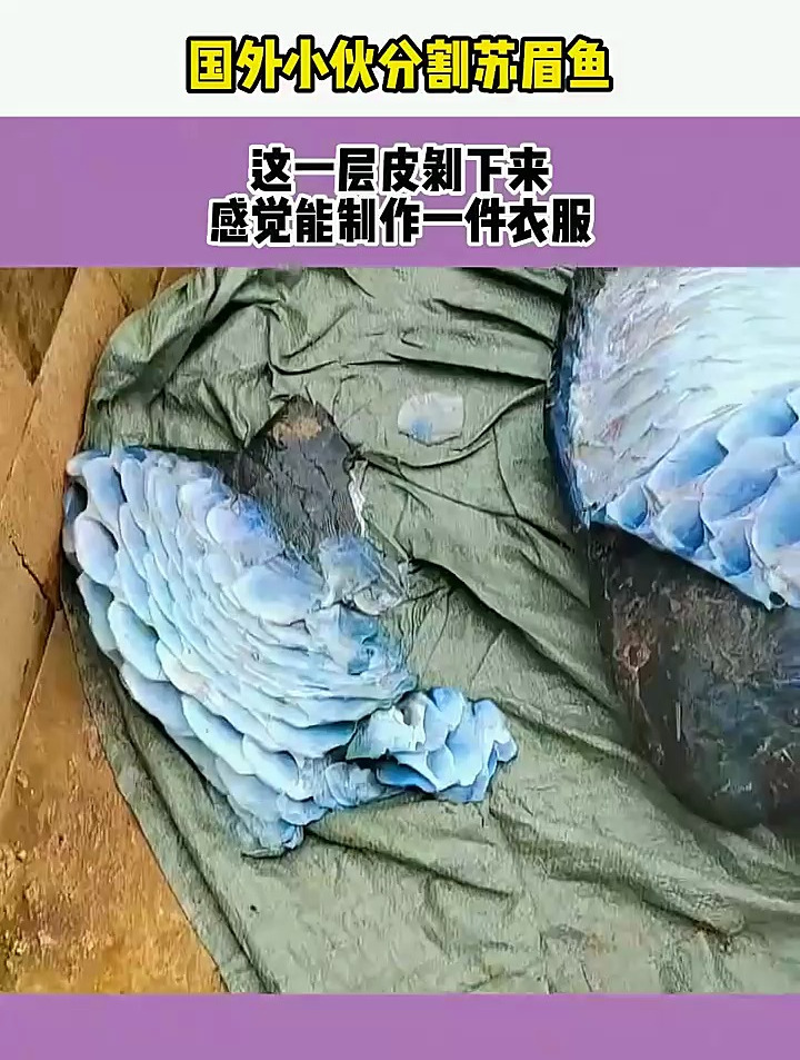 国外小伙分割苏眉鱼,这一层皮剥下来,感觉能制作一件衣服