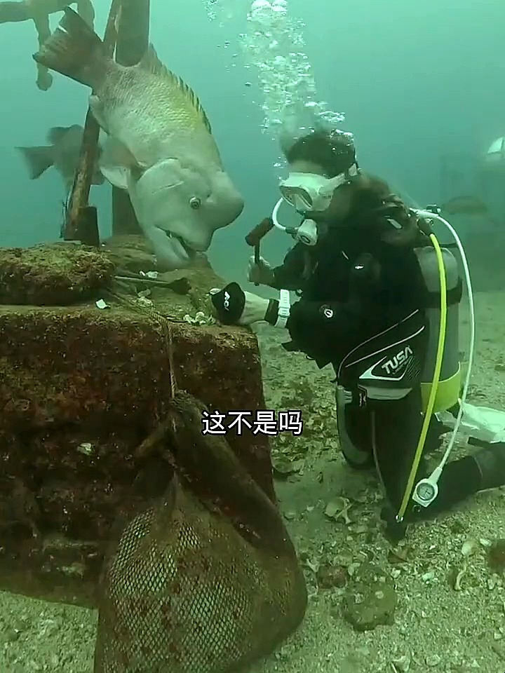 这是一条聪明的鱼