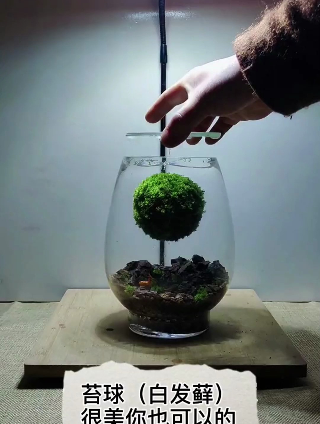 闲置金鱼缸 做 苔球