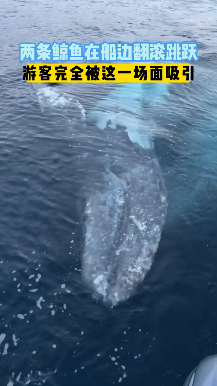 两条鲸鱼在游船周围“徘徊”长达45分钟
