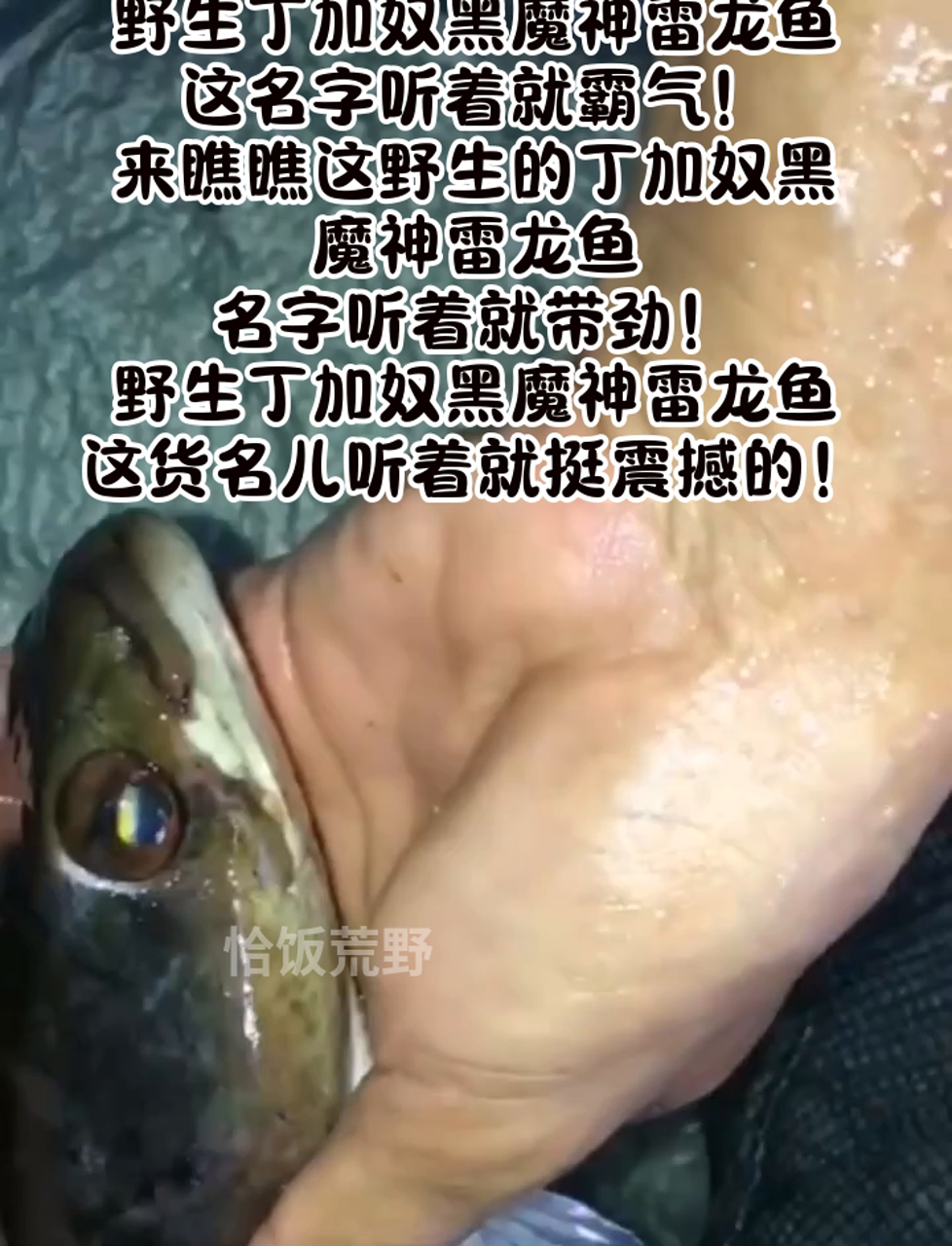 野生丁加奴黑魔神雷龙鱼,这名字听着就霸气!来瞧瞧这野生的丁加奴黑魔神雷龙鱼,名字听着就带劲