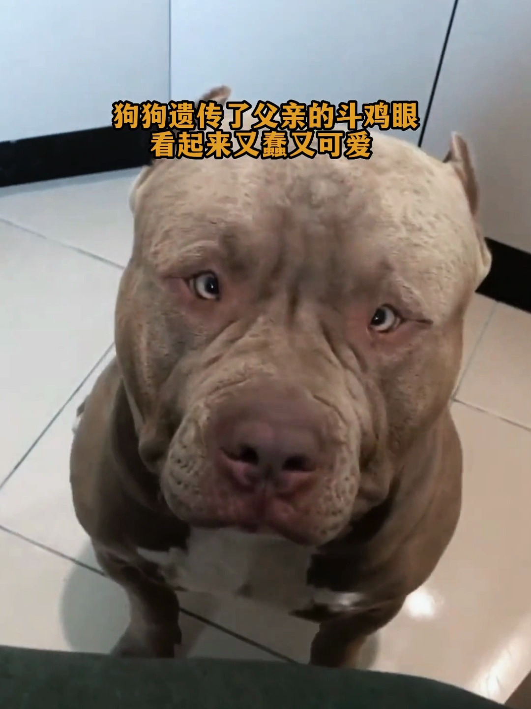 狗狗遗传了父亲的斗鸡眼,看着又蠢又可爱!