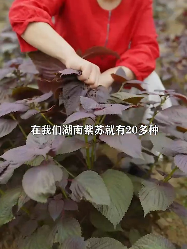 湖南人做腥味菜少不了紫苏,用它做成酱,无需调味,做啥菜都好吃