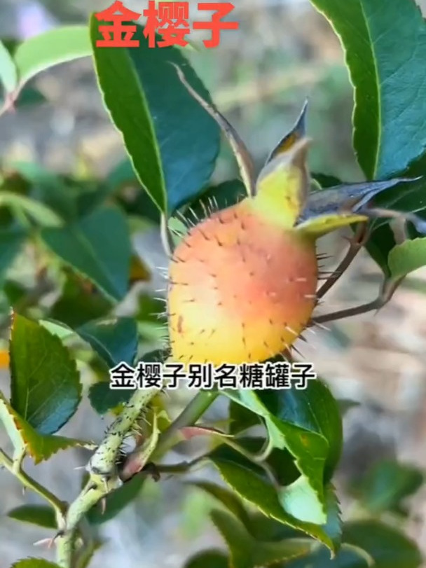 精选正宗广西自然金樱子刺头刺梨子成熟无硫食材