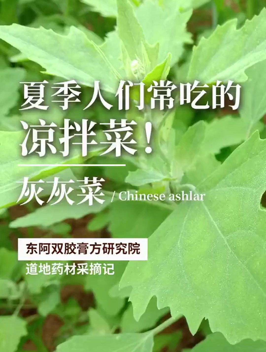 夏季是最适合吃凉菜的季节,而灰灰菜就是人们常吃的凉菜之一