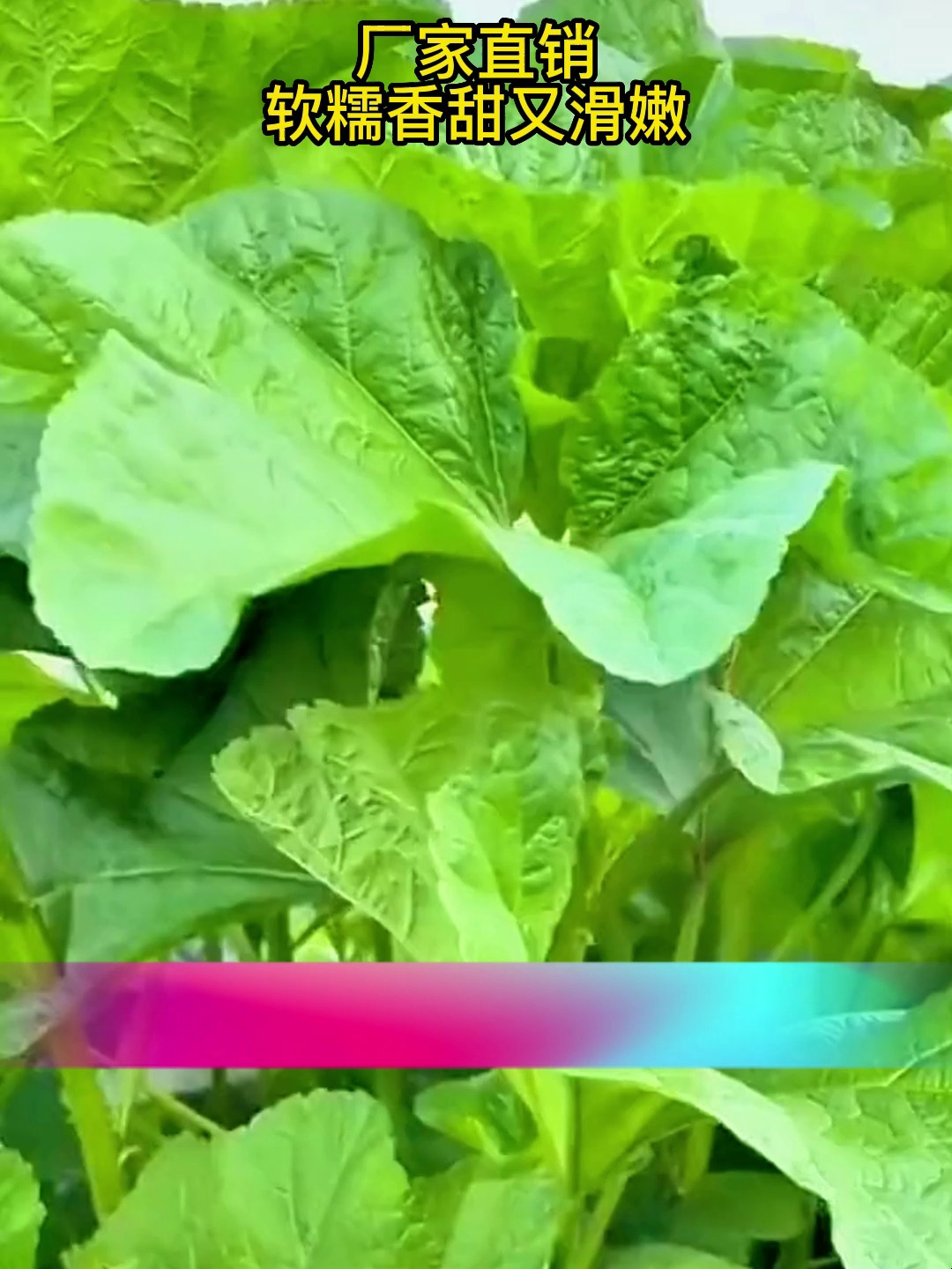 菜园怎么能少得了冬寒菜,种植冬寒菜的小技巧学起来吧