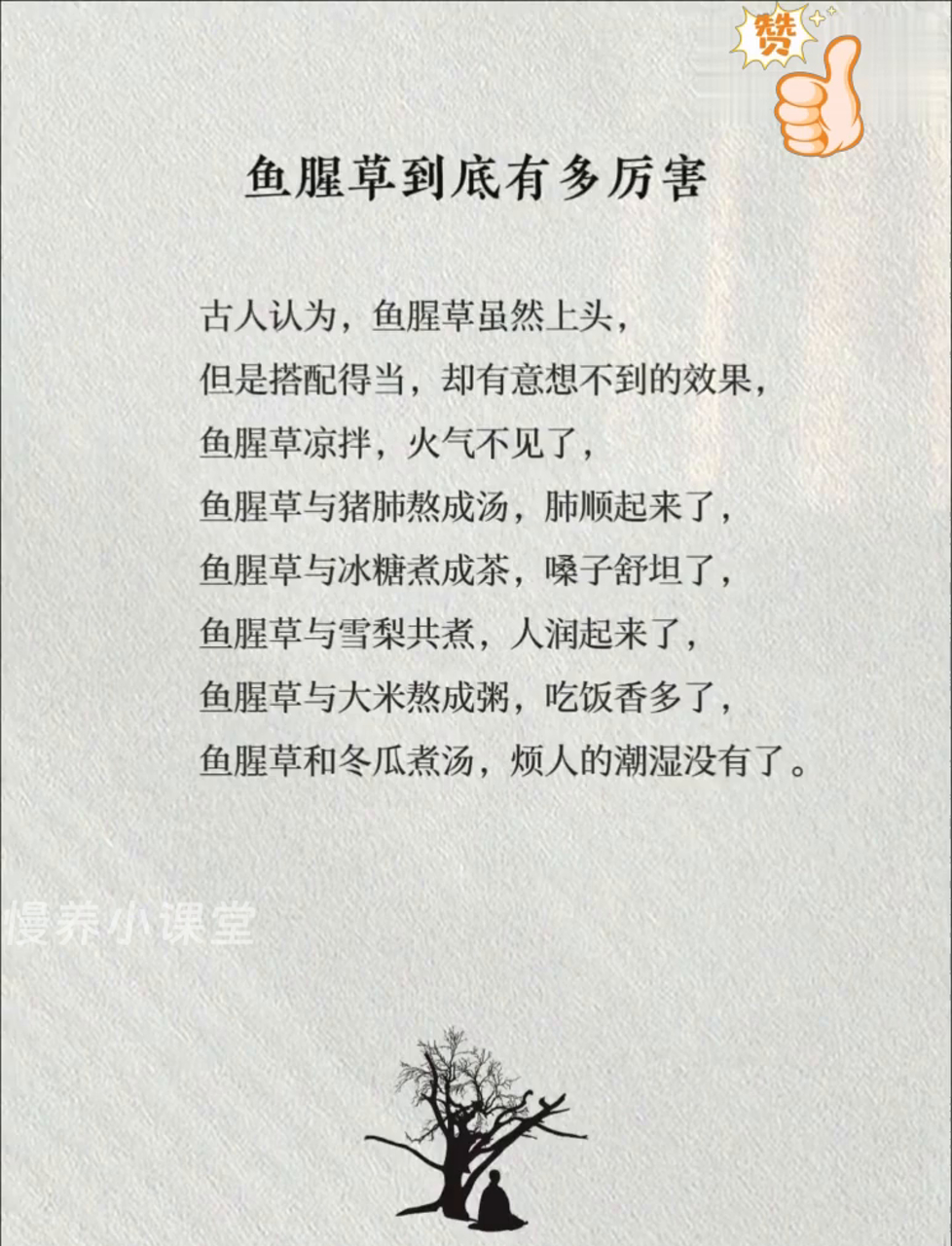 鱼腥草好处多,你了解它的神奇功效吗?