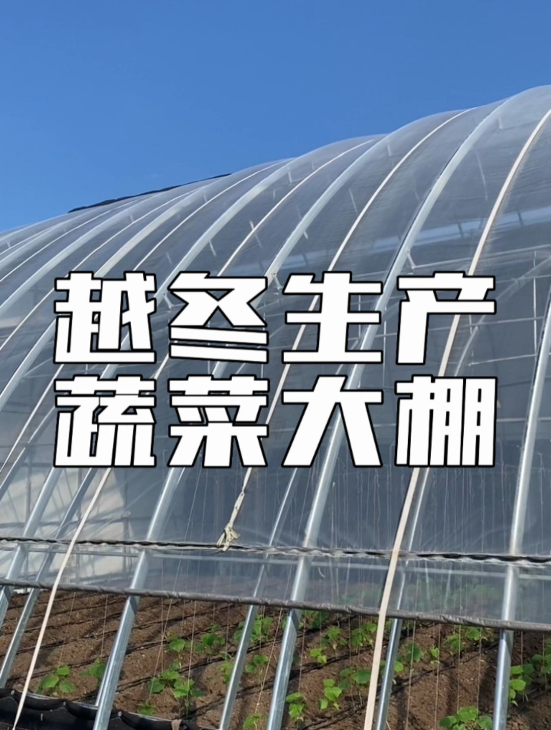 新型冬暖式大棚,越冬反季节种植蔬菜大棚