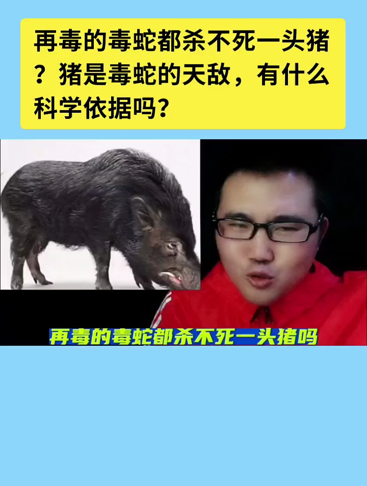 再毒的毒蛇都杀不死一头猪?猪是毒蛇的天敌,有什么科学依据吗?