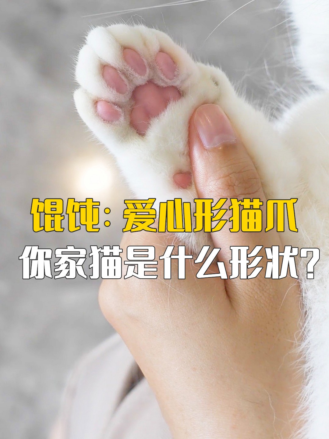 听说每只小猫的肉垫,都是独一无二的形状