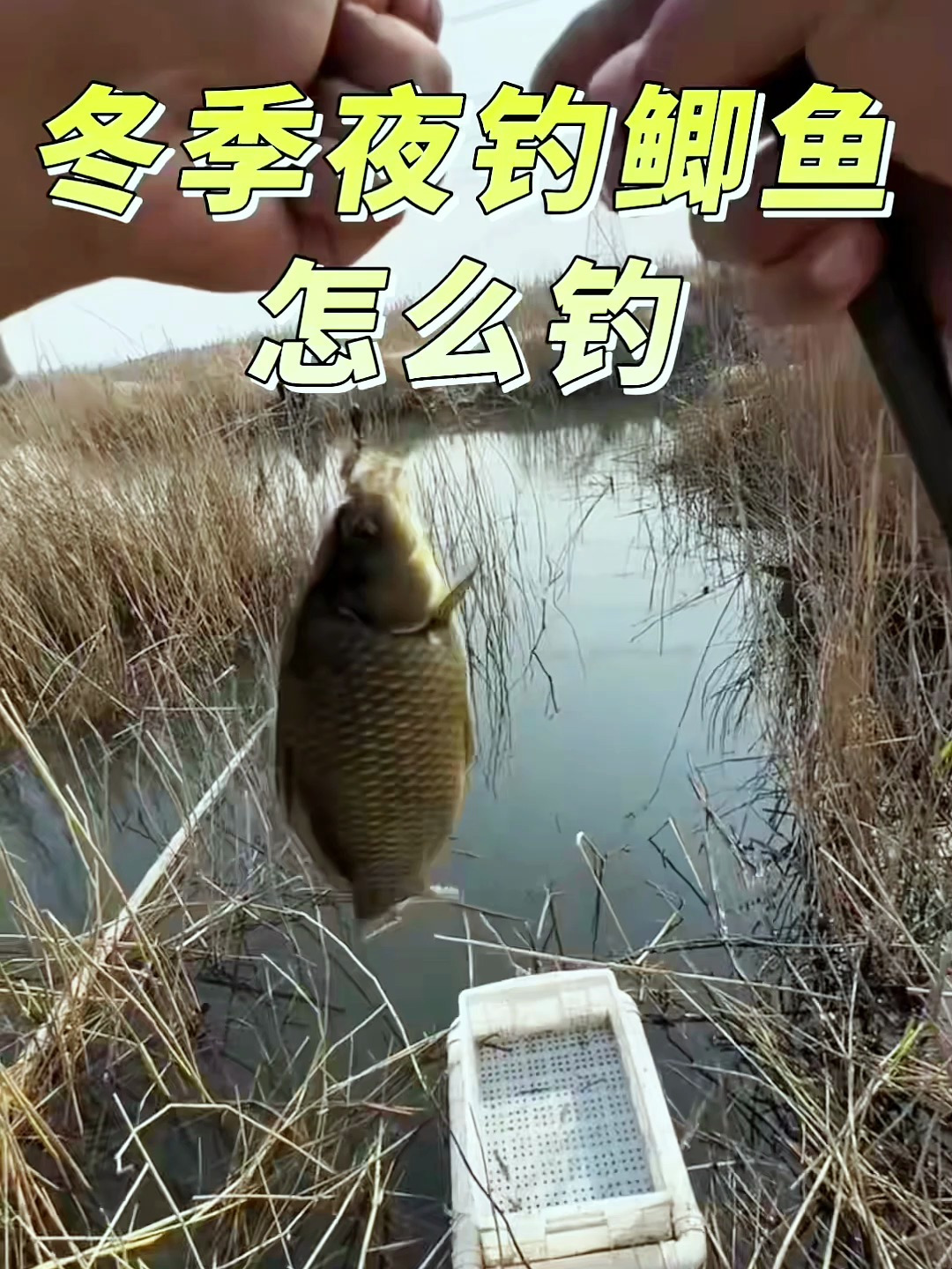 冬季夜钓鲫鱼怎么钓?