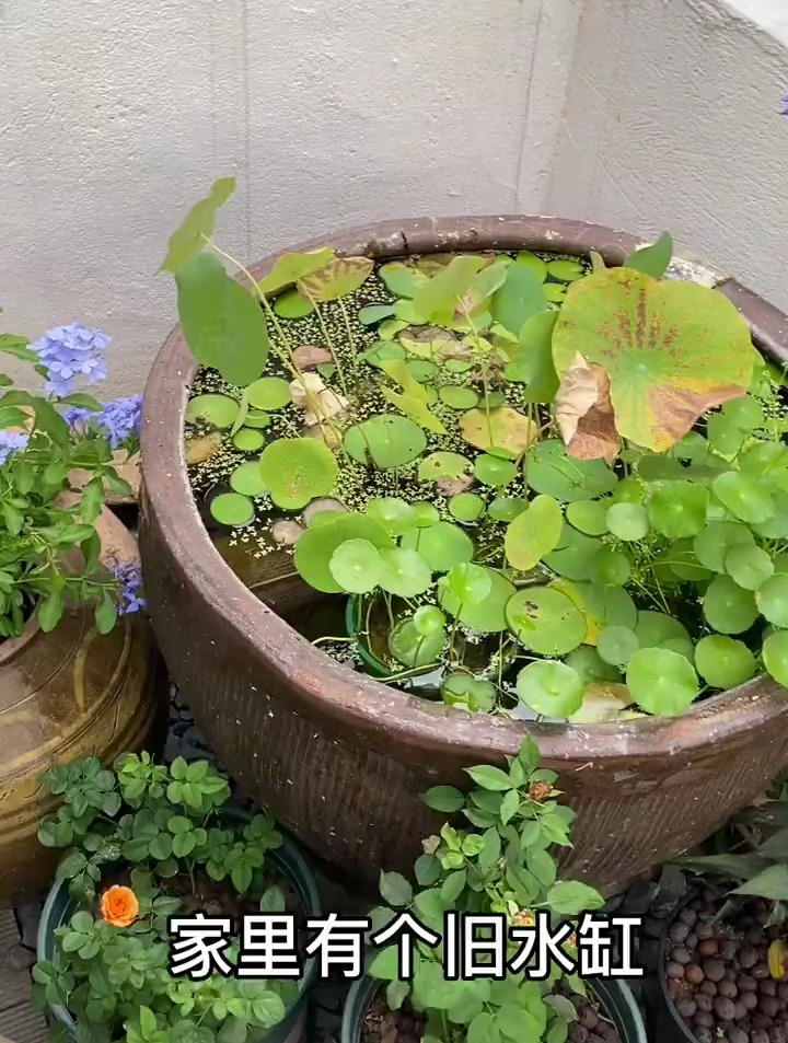 改造了个生态鱼缸之前乱乱的水缸 加上流水