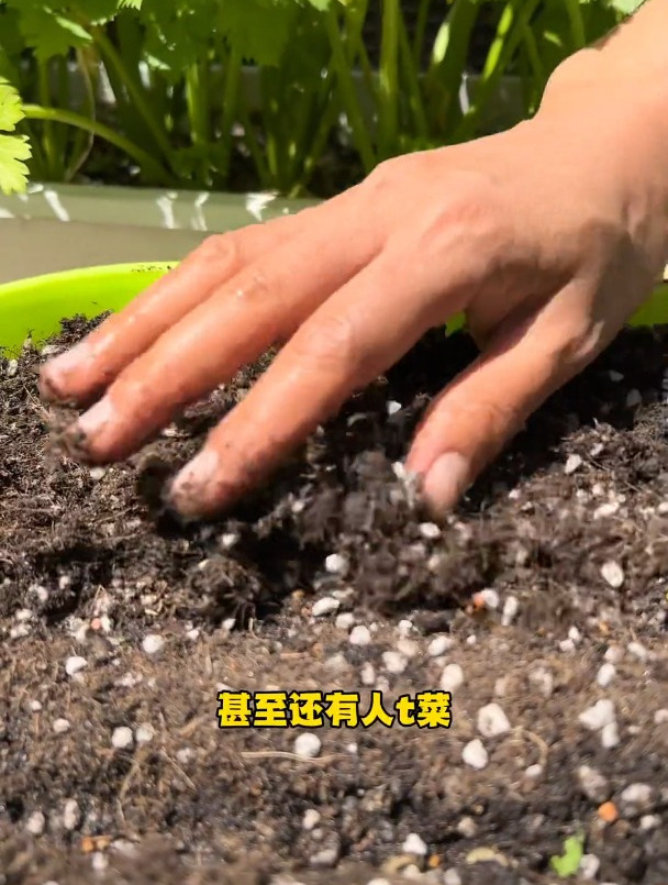 每天拿出一点点时间种种菜,感受各种蔬菜从种子到发芽的过程