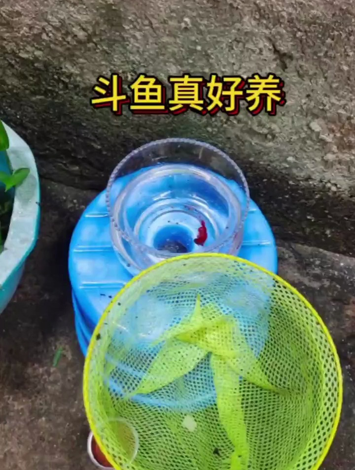 小斗鱼是真好养啊
