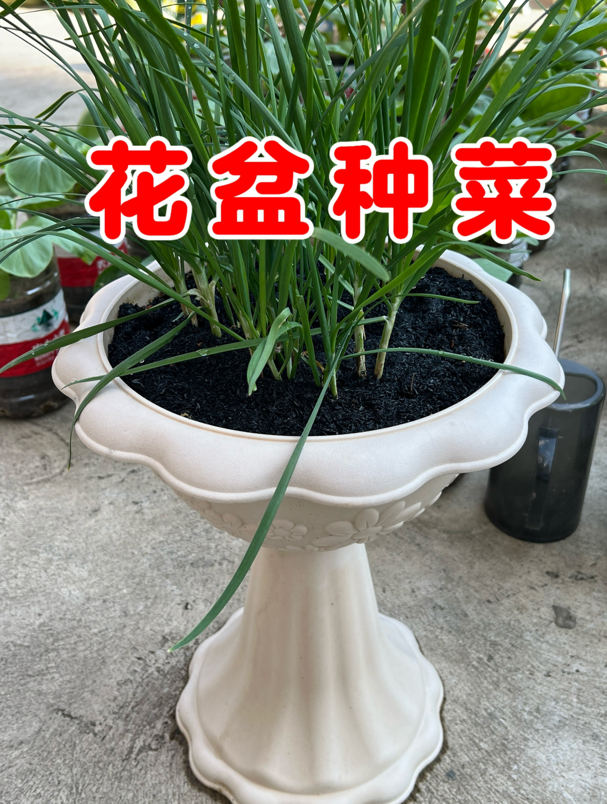 养花的尽头是种菜,看我用花盆种的韭菜和葱,越看越开心