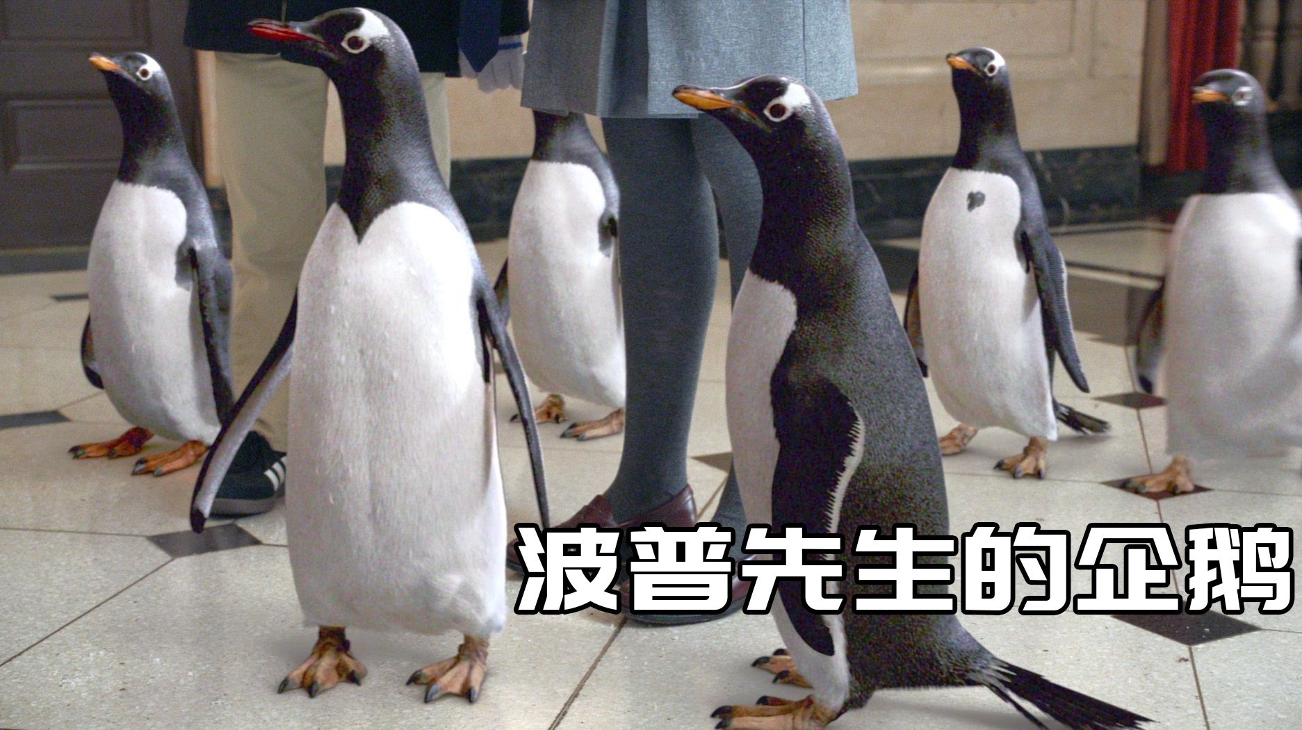 养猫养狗弱爆了,小伙养6只企鹅,意外改变人生