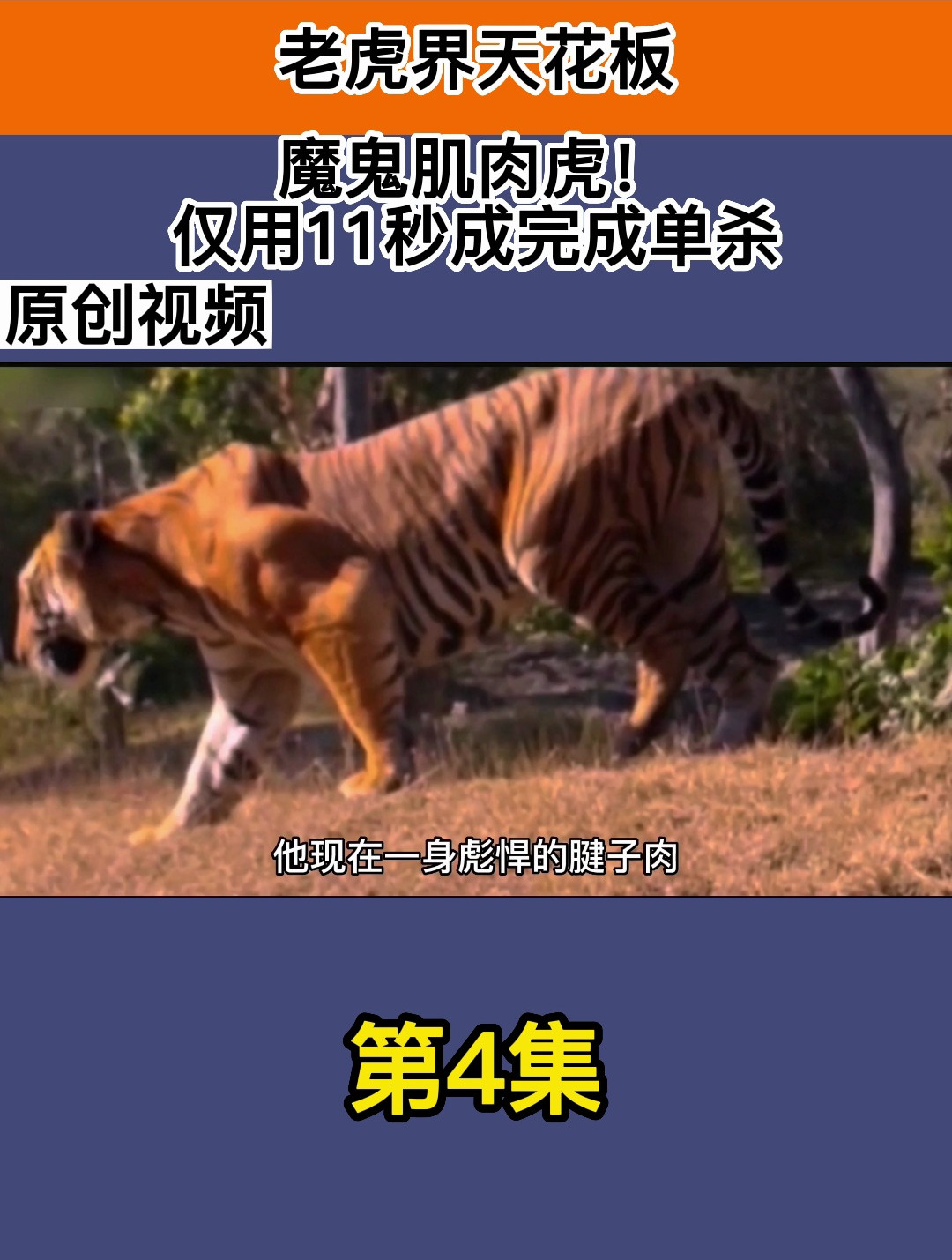 老虎界天花板,魔鬼肌肉虎!仅用11秒成完成单杀