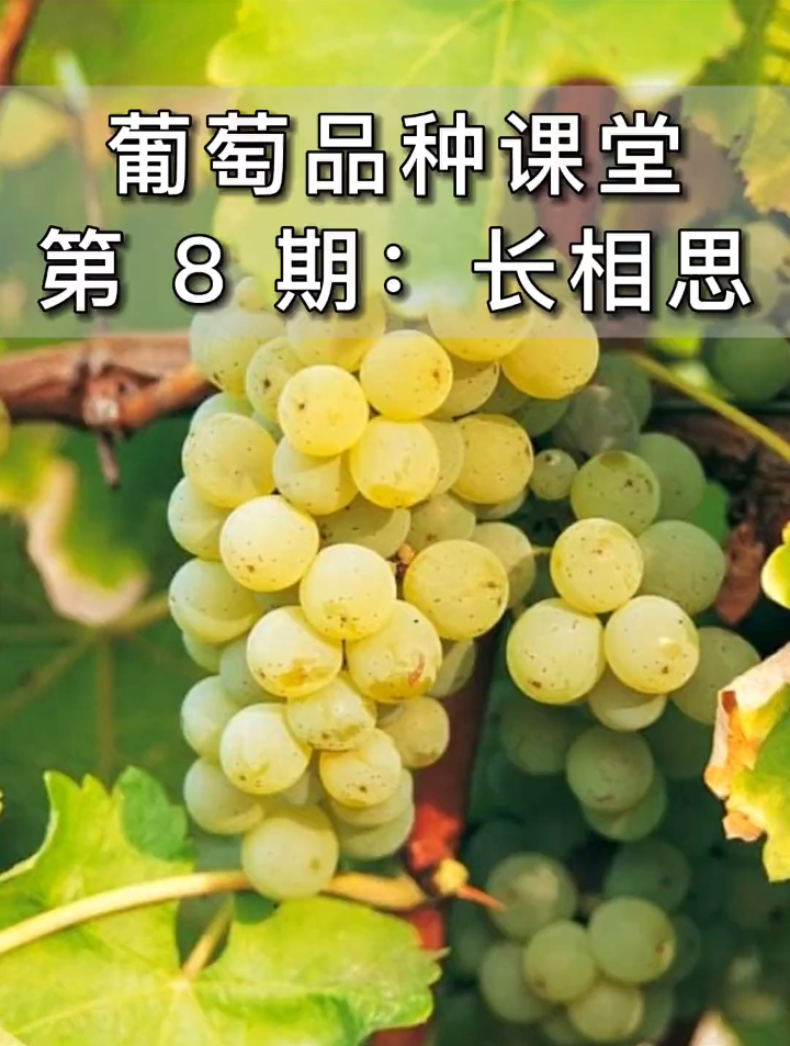 长相思Sauvignon Blanc,燧石、云雾之湾、侯伯王干白都是它酿的