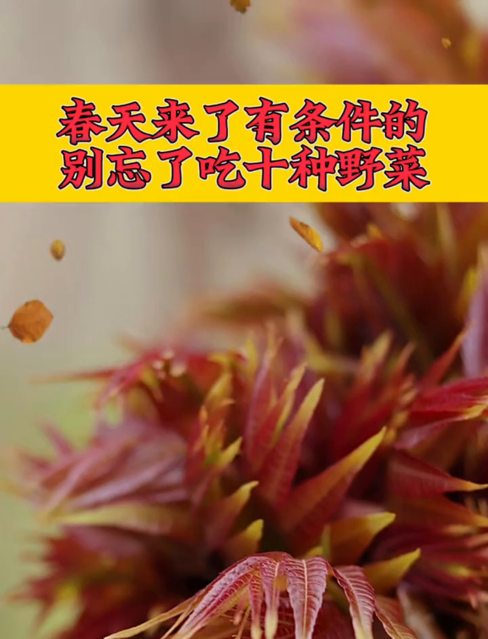 春天一到,记得尝尝这些比肉还美味的野菜!