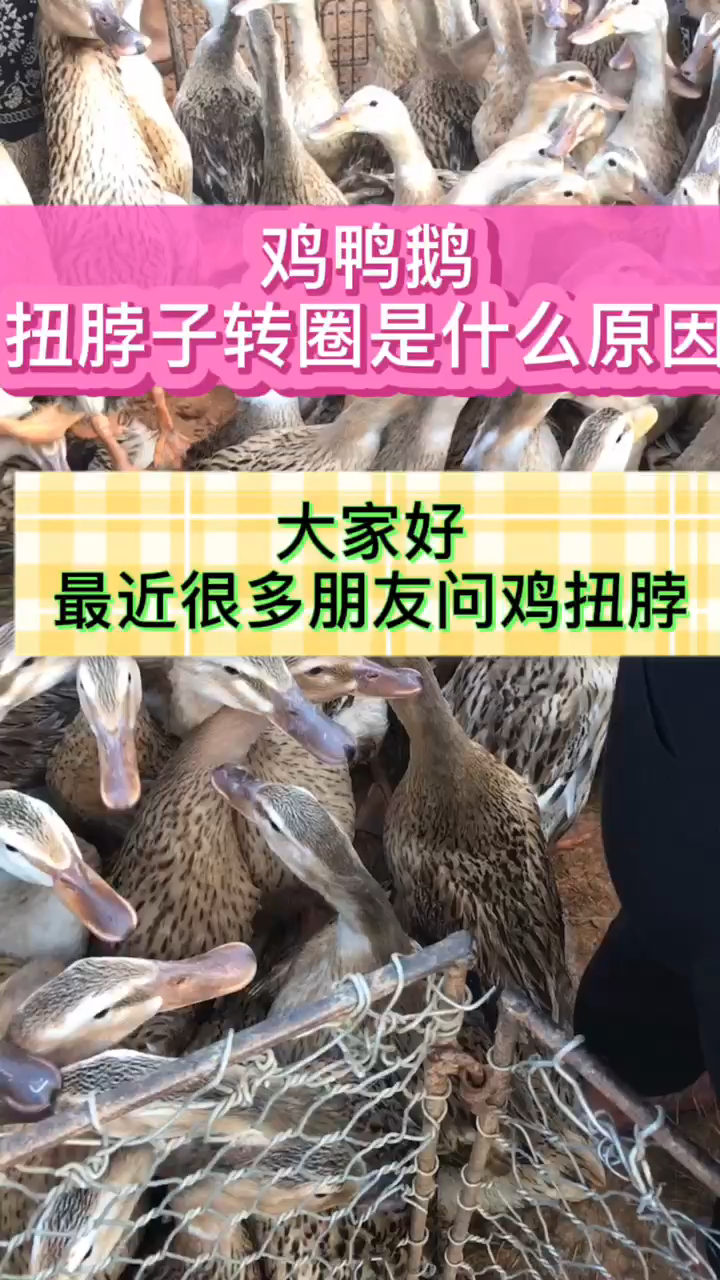 鸡突然歪脖子是什么原因 鸡歪脖子打转怎么办 小鸭子扭头转圈怎么办
