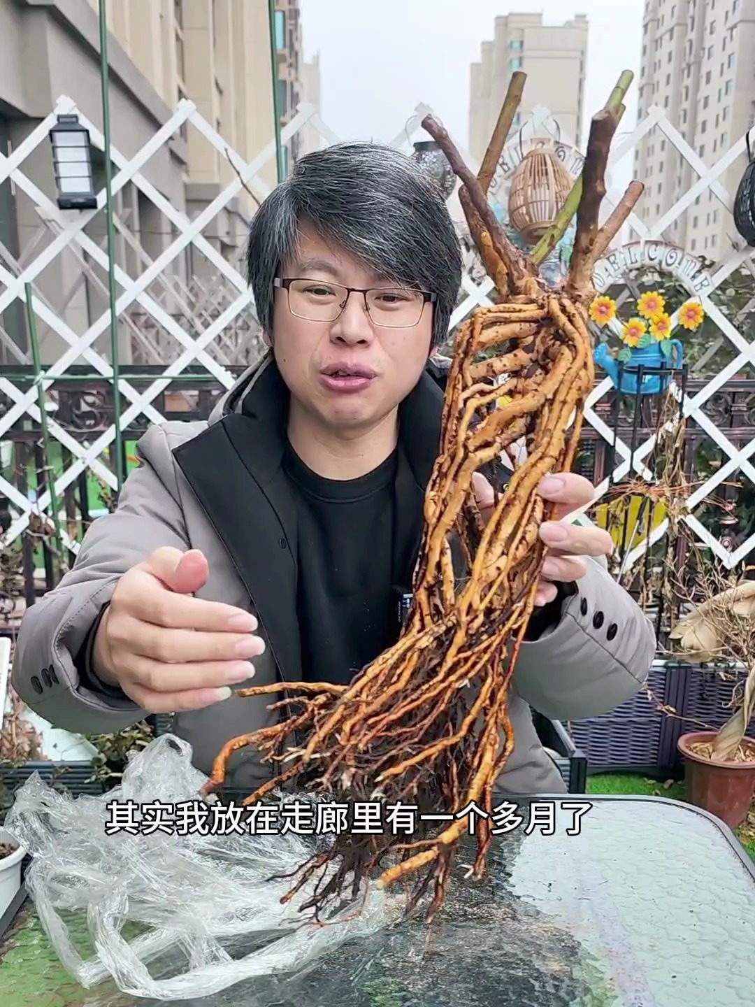栽种一棵提根蔷薇,嫁接月季盆景很漂亮