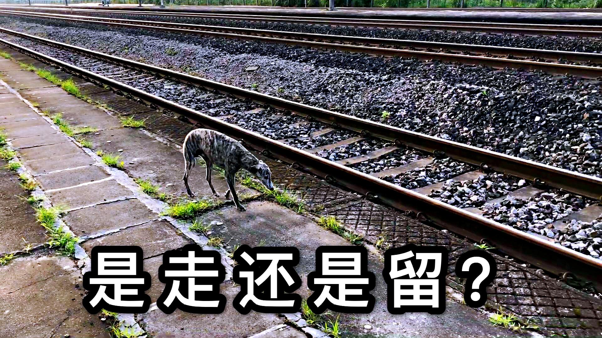 [图]灵缇犬的命运该如何决断？是相依为命，还是另寻良配？