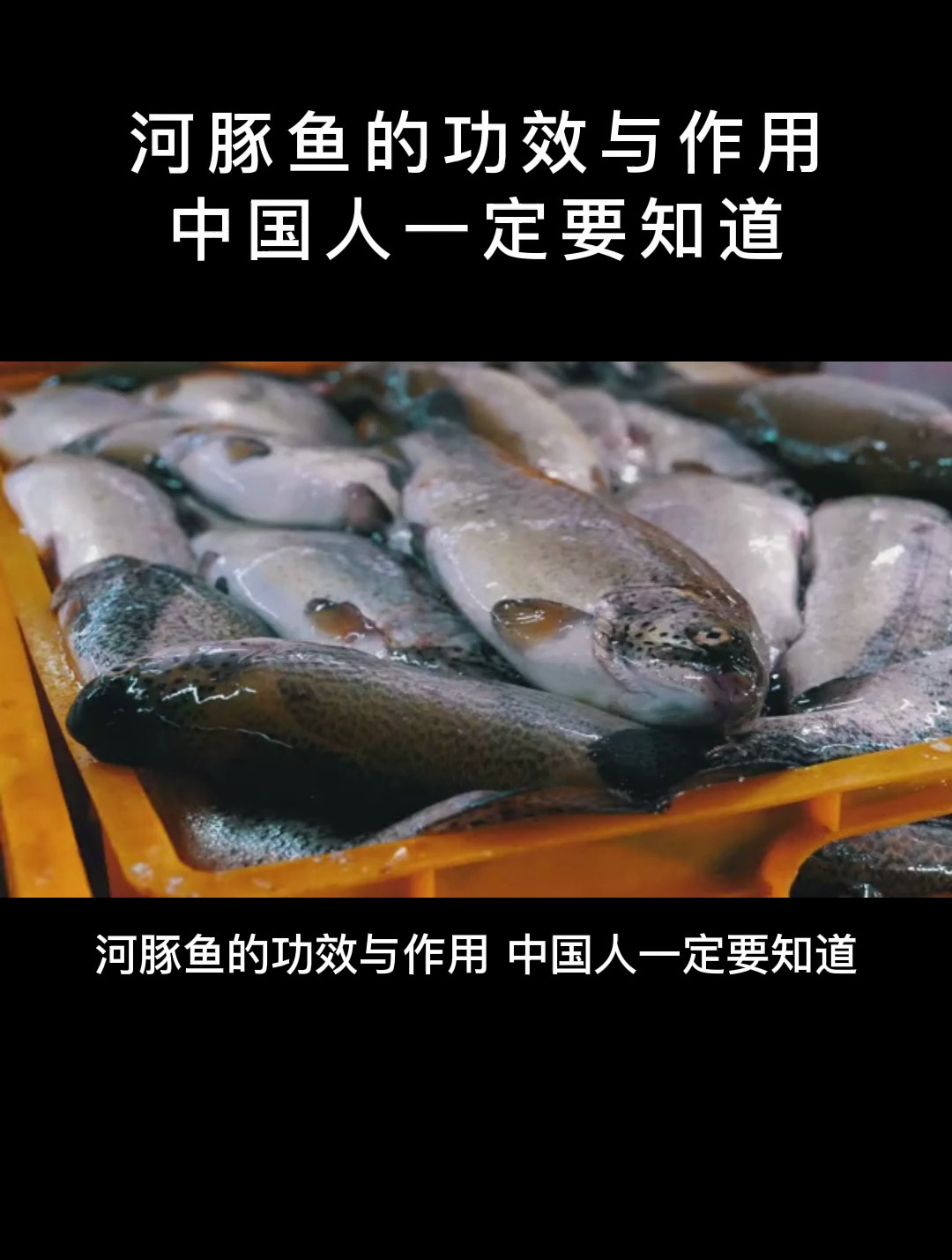 食疗:河豚鱼的功效与作用,中国人一定要知道