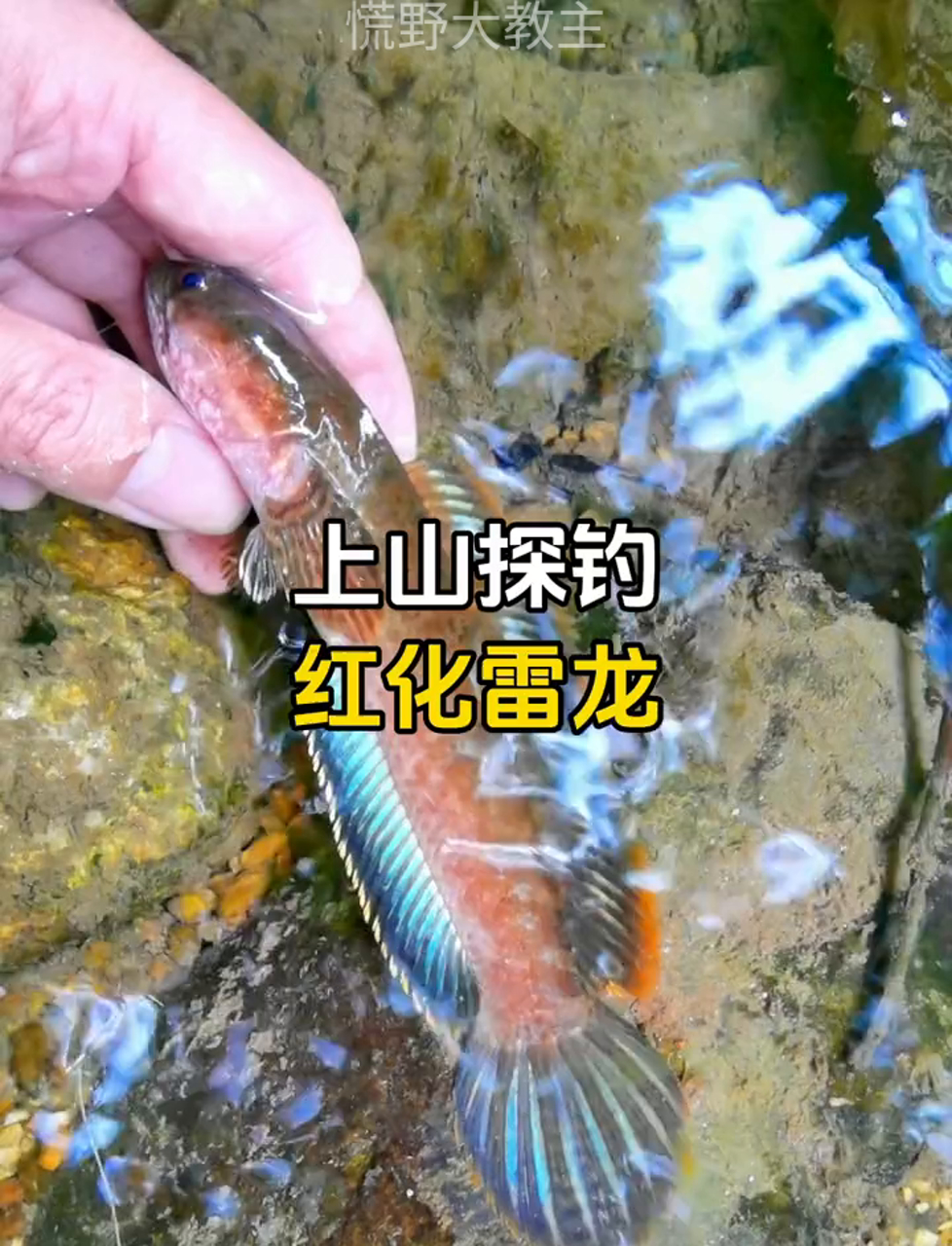 新入手的雷龙鱼竿,试钓就钓到稀有发色,运气爆棚!