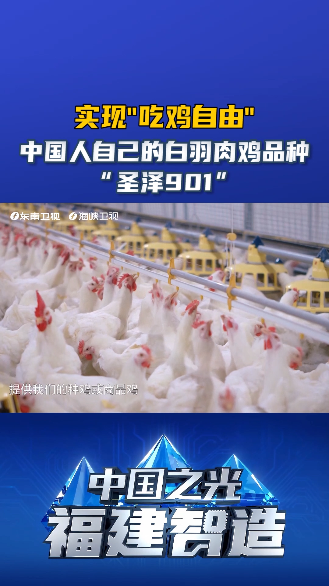 实现“吃鸡自由”,中国人自己的白羽肉鸡品种“圣泽901” 海峡新干线 中国之光福建智造