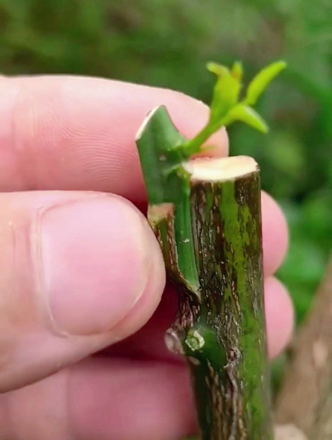 手把手教学:柚子嫁接全攻略,让你的园艺技能蓄势待发!