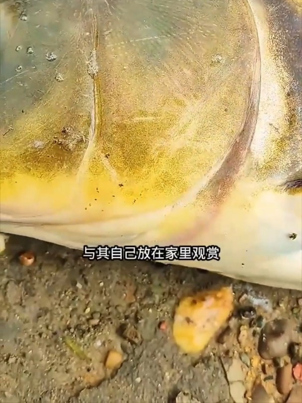 放生金色的大鲤鱼