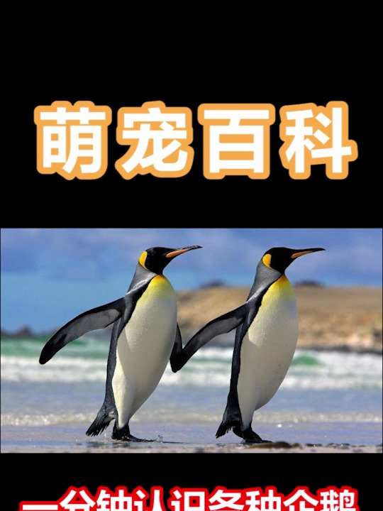一直以为企鹅都是一样的,原来还有这么多种类
