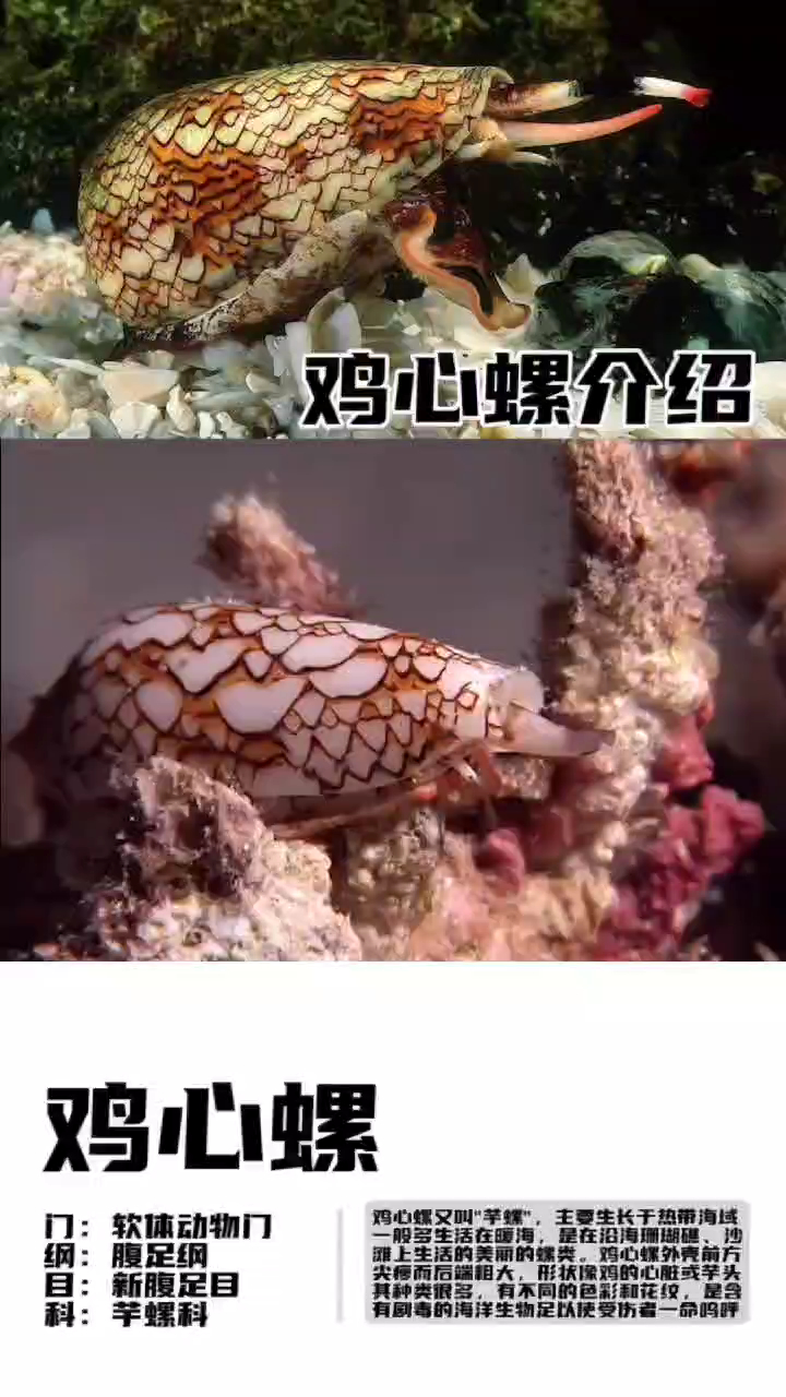 鸡心螺的介绍
