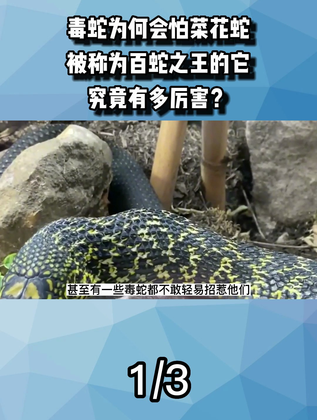 毒蛇为何会怕菜花蛇?被称为百蛇之王的它,究竟有多厉害?