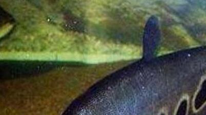 水下高清摄影——鱼儿索食! #钓鱼# 