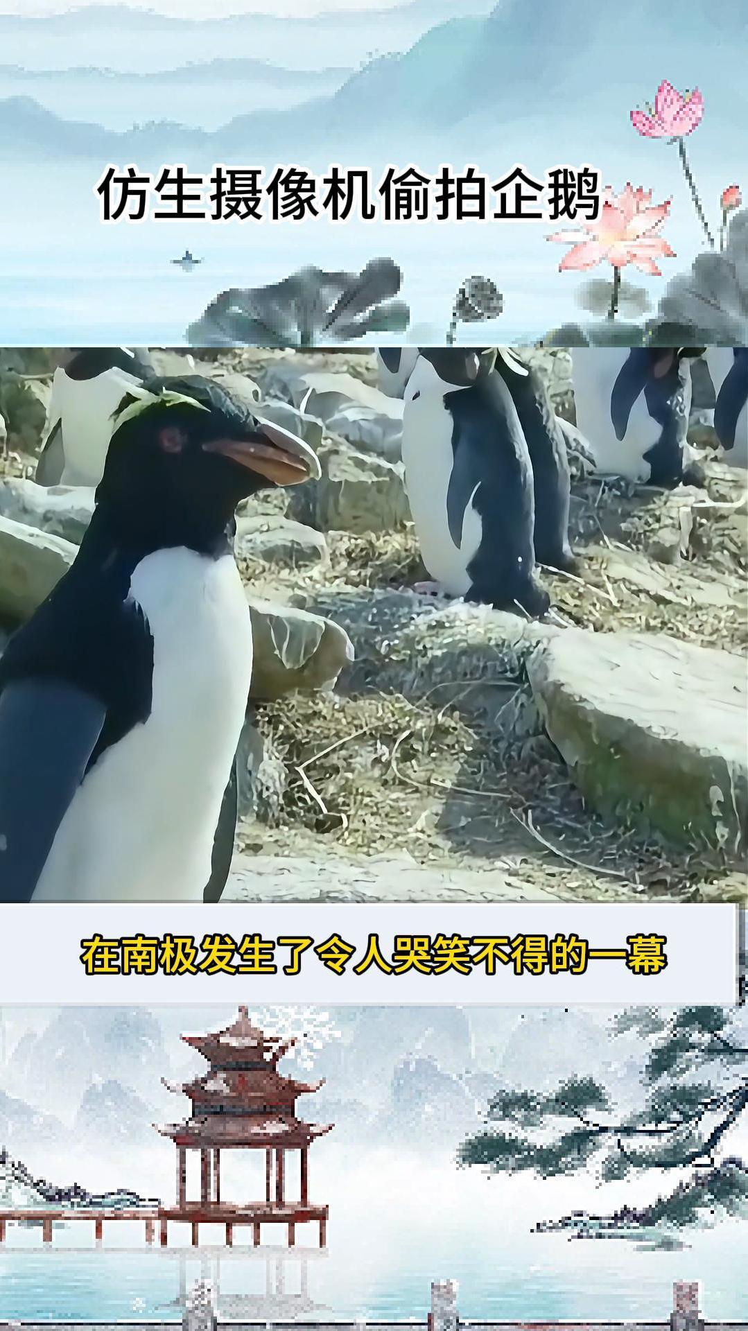 仿生摄像机偷拍企鹅搞笑的一幕